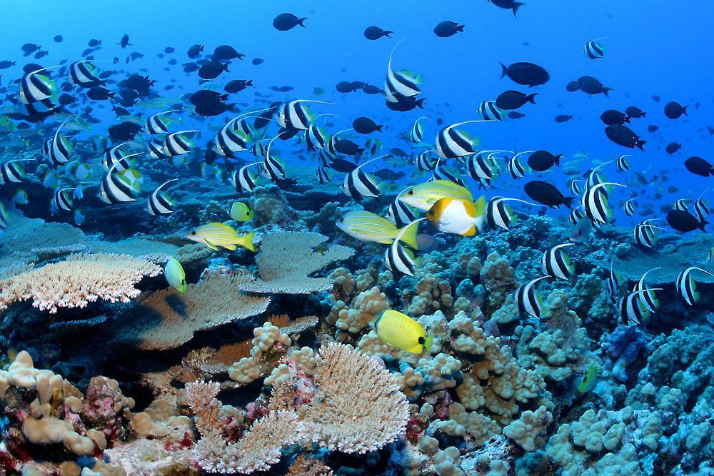 بيرد روك بيتش هوتل باستير المظهر الخارجي الصورة